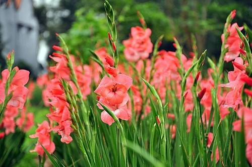 Hoa lay ơn,lay ơn,lay dơn,lay đơn,hoa dơn,kiếm lan,Gladiolus,ý nghĩa hoa lay ơn,sự tích hoa lay ơn