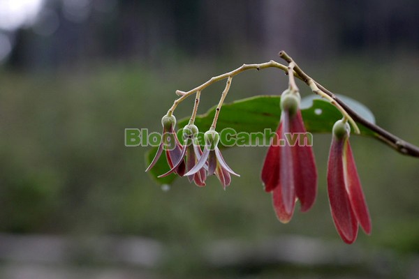 Cây Chò Đen,cây chò đen, Parashorea stellata Kurz., thuộc họ Dầu, họ Dipterocarpaceae, cây chò, chò đen, cay cho den,