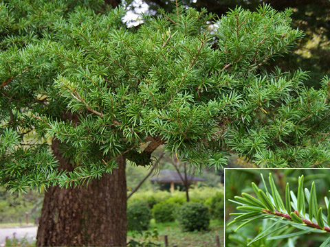 Du sam,du sam đá vôi,ngô tùng,thông dầu,tô hạp đá vôi,mạy kinh,keteleeria davidiana