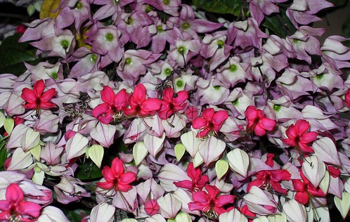 Hoa ngọc nữ,hoa ngoc nu,rồng nhả ngọc,tố nữ,lồng đèn,trinh nữ,Clerodendrum thomsoniae,Clerodendrum