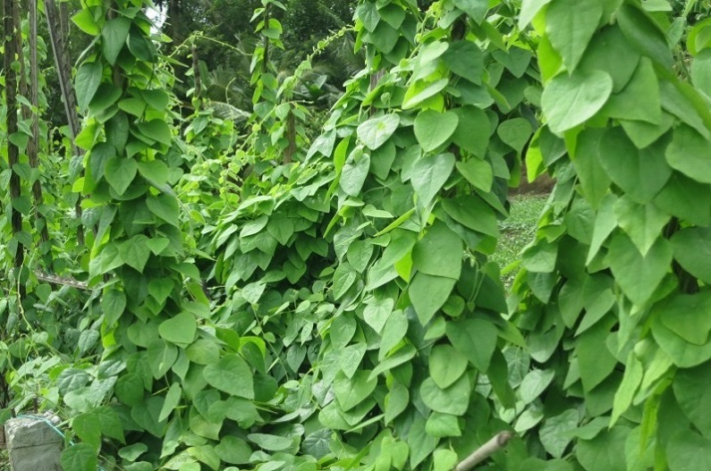 Cyclea barbata (Wall.),sương sâm rừng,sương sâm lông