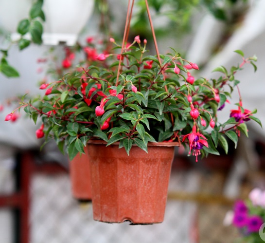 hoa đèn lồng,hoa lồng đèn,hồng hoa đăng,cây lồng đèn,Fuchsia magellanica,họ Anh thảo chiều,họ Nguyệt kiến thảo,họ Rau dừa nước,họ Rau mương,Onagraceae