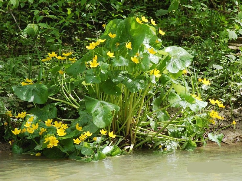 Vị kim đất ẩm,Caltha palustris,họ mao lương,họ hoàng liên,Ranunculaceae