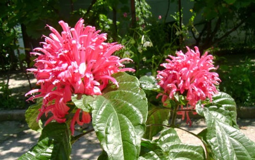 Hồng long ngọc,cây hồng long ngọc,hồng long nhả ngọc,cây long ngọc,cây gia cốp,cây ngọc long,Justicia carnea Nichols,họ Ô rô,Acanthaceae,cây bụi