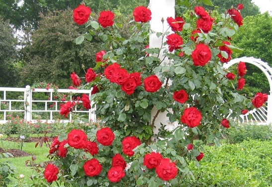 Hoa Hồng,hoa hong,hồng,hường,hoa hường,Rosa,rose,Rosaceae,hoa tình yêu,hồng gai,hồng đỏ,hồng trắng,hồng bạch,hồng nhung,hồng vàng,hồng phớt,hồng đậm,hồng thẫm,hồng cam,hồng viền trắng,hồng phấn,hồng tỉ muội,cây hoa,nữ chúa các loài hoa,hoa tường vi,Triparasundari,y nghia cua hoa hong