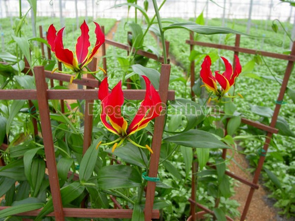 Cây Ngót Nghẻo (Cây ngọt nghẹo),Cây ngót nghẻo, công dụng cây ngót nghẻo, cây ngọt nghẹo, cây huệ lồng đèn, cây gia lan, cây Gloriosa superba, G. simplex,họ Colchicaceae,