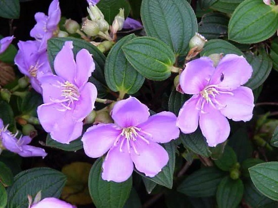 Hoa mua,hoa tím,hoa mua Đà Lạt,đồi hoa mua Đà Lạt,các loài hoa mua,cây hoa,cây bụi,Melastoma,Melastomataceae