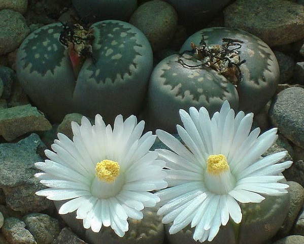 Hoa sỏi,cây hoa sỏi,Lithopturbuniformis,họ phiên hạnh,Aizoaceae,Ficoidaceae