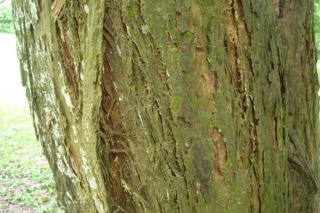 Cây trắc,trắc,cây gỗ trắc,gỗ trắc,cẩm lai Nam Bộ,Dalbergia cochinchinensis