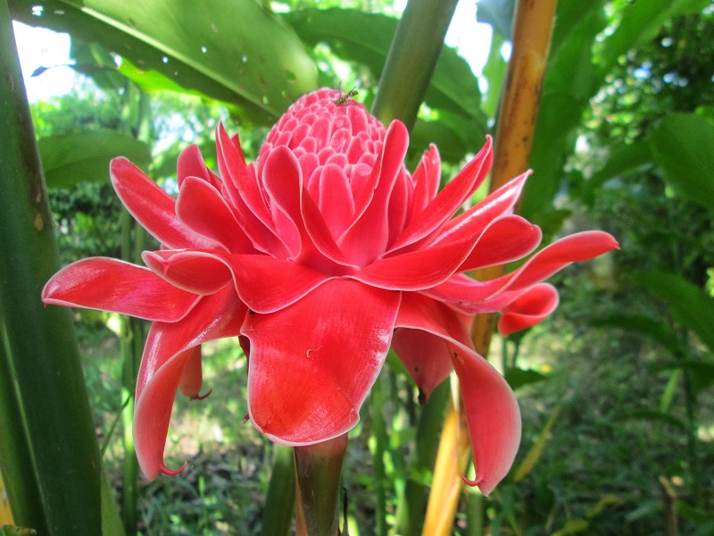 Đa lộc,hoa đa lộc,hoa sen đất,gừng tàu,hoa vạn phúc,Etlingera elatior,họ gừng,Zingiberaceae,đậu khấu