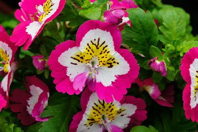 Hoa nga điệp,hoa đẹp,hoa Đà Lạt,Schizanthus