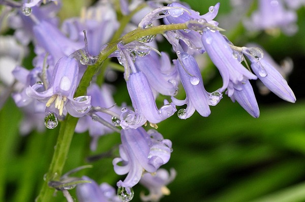 Hoa chuông xanh,hoa chuông,Bluebells,Hyacinthoides