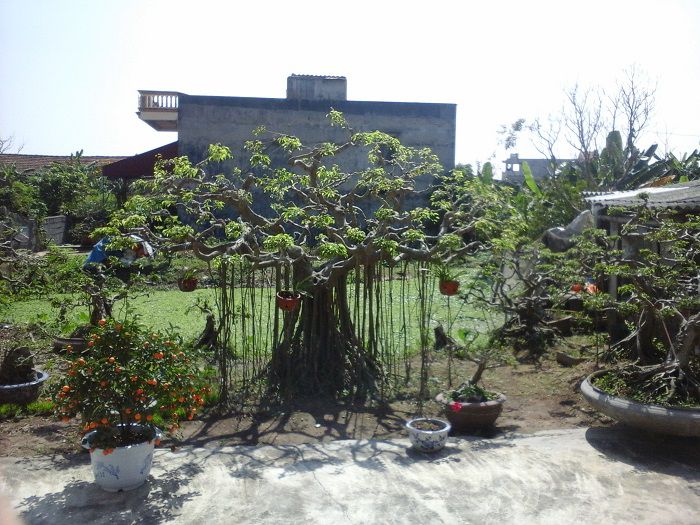 Bán cây sanh 10 tỷ,bán cây sanh,cây sanh