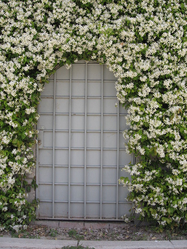 Cây mỏ sẻ,mỏ sẻ,hoa mỏ sẻ,cây hoa mỏ sẻ,lài sao,nhài sao,lạc thạch,trachelospermum jasminoides,họ la bố ma,họ dừa cạn,apocynaceae,cây leo