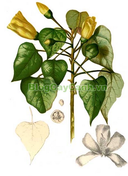 Cây Tra Lâm Vồ,cây tra lâm vồ, cây tra bồ đề, công dụng cây tra lâm vô,Thespesia populnea (L.) Soland, chi Thespesia, họ Malvaceae, họ Cẩm quỳ, bộ Malvales, Bộ Cẩm quỳ, bộ Bông,