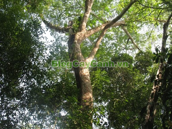 Cây Gõ Đỏ (Cây Hổ Bì),cay go do, gỗ gõ đỏ, cây gõ đỏ, giá trị cây gõ đỏ, họ Đậu, họ Fabaceae, cây cà te, cây hổ bì, Afzelia xylocarpa, cây gõ đỏ đẹp,