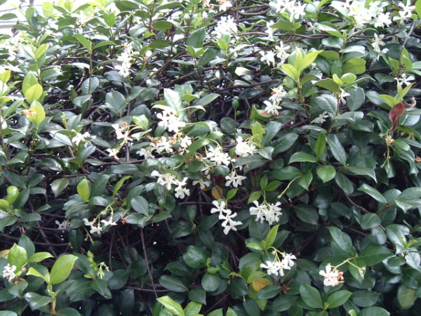 Cây mỏ sẻ,mỏ sẻ,hoa mỏ sẻ,cây hoa mỏ sẻ,lài sao,nhài sao,lạc thạch,trachelospermum jasminoides,họ la bố ma,họ dừa cạn,apocynaceae,cây leo