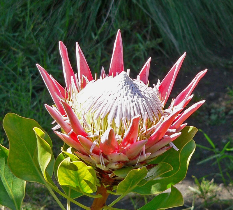 Hoa protea,king protea,quốc hoa Nam Phi,Honeypot,hoa bình mật,King Sugar Bush,Đường thảo Hoàng đế