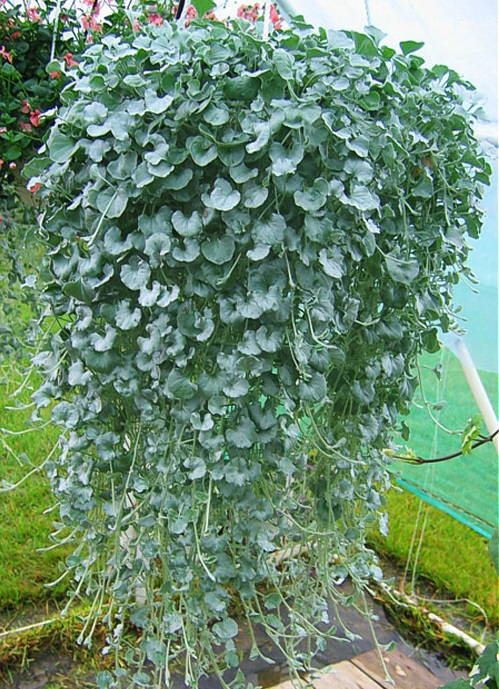 Vẩy rồng,vảy rồng,cây vẩy rồng,cay vay rong,Emerald