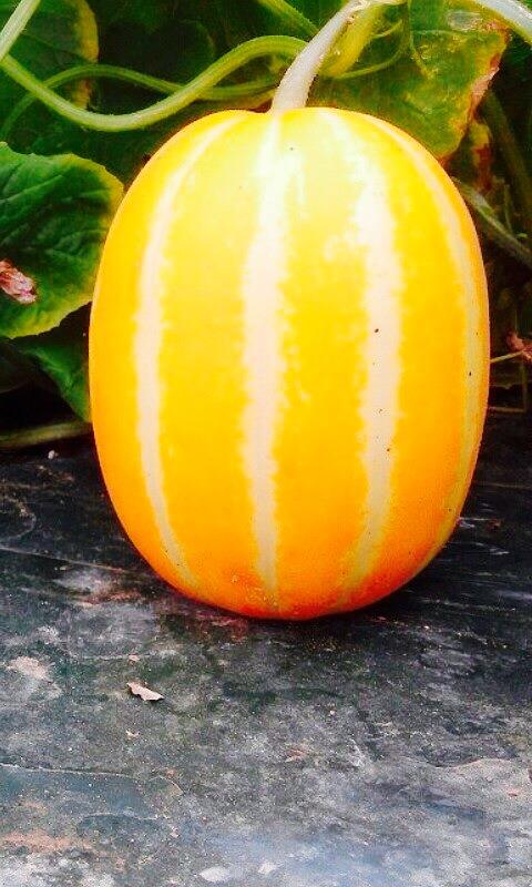 Dưa gang,dưa hoàng kim,cây ăn quả,cucumis sativus var. conomon,dưa chuột,dưa leo,họ bầu bí,cucurbitaceae