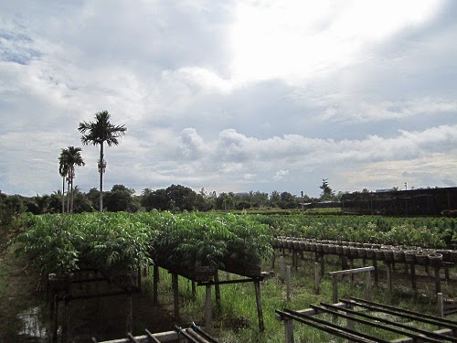 Cây xanh Đà Nẵng