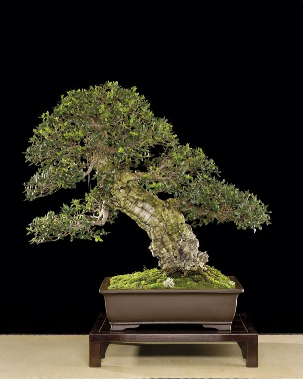 Bonsai Châu Âu - Những tác phẩm đỉnh cao