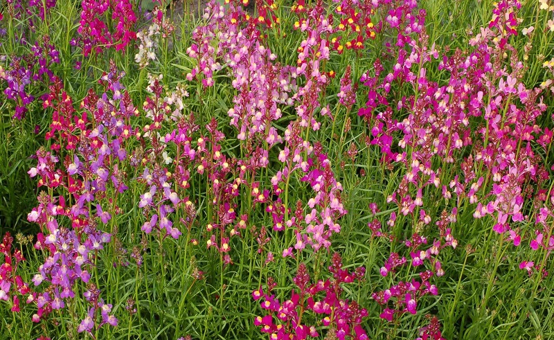 Hoa hoàng ngư,hoa kim ngư,Linaria vulgaris,Linaria,hoa mõm chó,họ mã đề,Plantaginaceae Juss