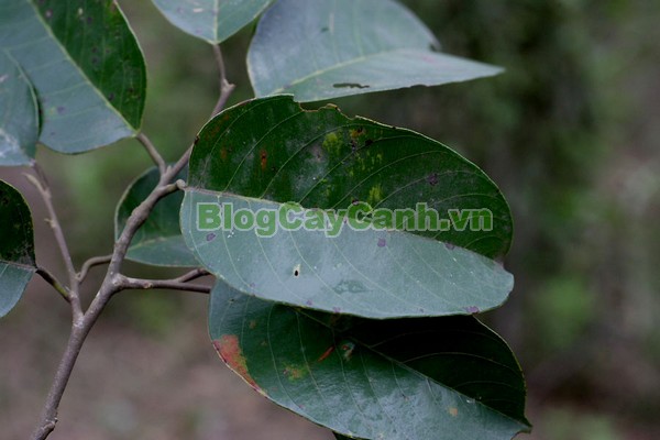 Cây Chò Đen,cây chò đen, Parashorea stellata Kurz., thuộc họ Dầu, họ Dipterocarpaceae, cây chò, chò đen, cay cho den,