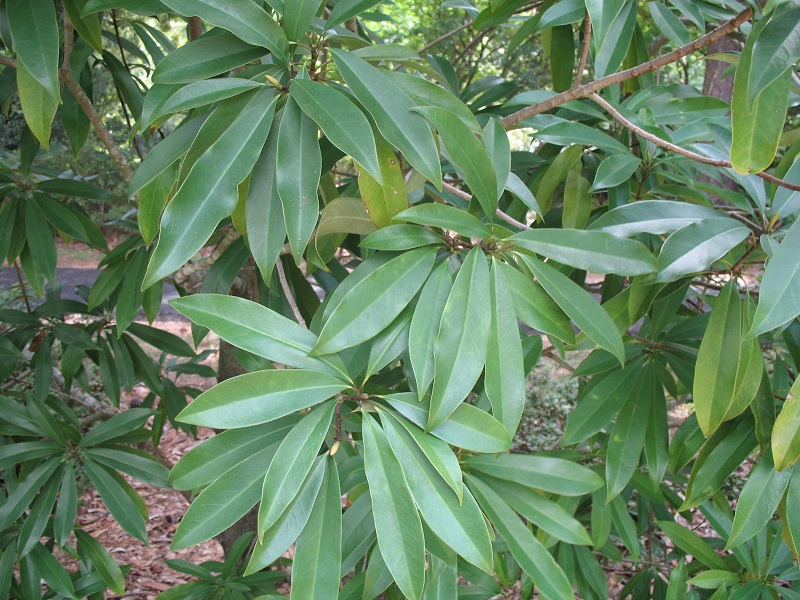 Vàng tâm,cây vàng tâm,Magnolia fordiana,Manglietia fordiana,họ mộc lan,mộc lan,Magnoliaceae,cây công trình,cây ven đường