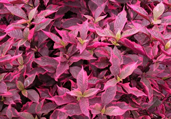 Cây mắt nhung,mắt nai