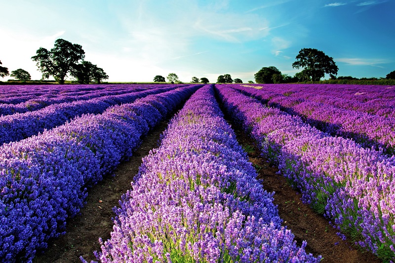 Hoa oải hương,Lavendula,Lavandula angustifolia,Lavender,common lavender,true lavender,narrow-leaved lavende,ý nghĩa hoa oải hương,họ Hoa môi,Lamiaceae