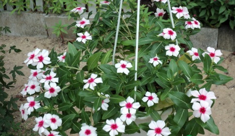 Hoa dừa cạn