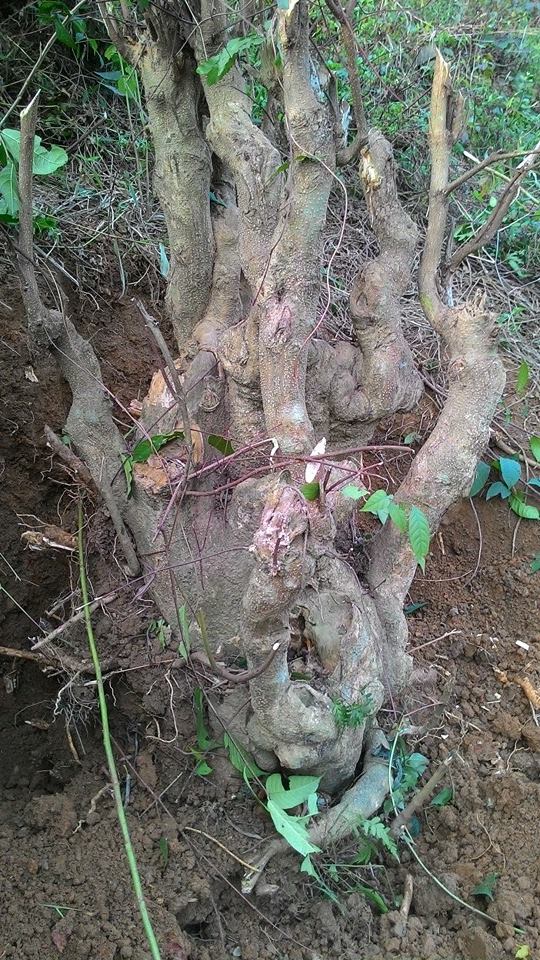 Thừng mực,cây thừng mực,cây lồng mức