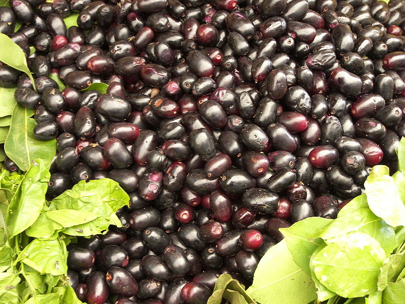 Cây trâm,trâm mốc,trâm vối,vối rừng,Syzygium cumini,Jamblon,Jamelonier