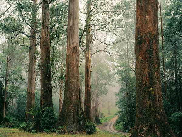 Rừng cây tần bì