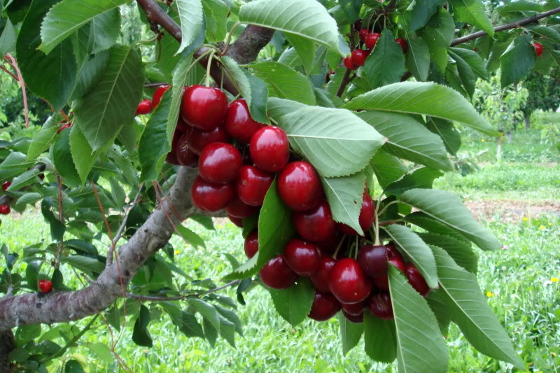 Cherry,cây cherry,cây anh đào,quả anh đào,cây ăn quả