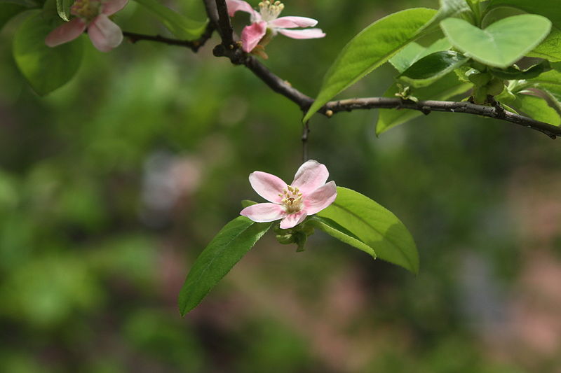 Mộc qua Trung Quốc,mộc qua,mộc qua hải đường,minh tra,Pseudocydonia sinensis,Pseudocydonia,cây ăn quả