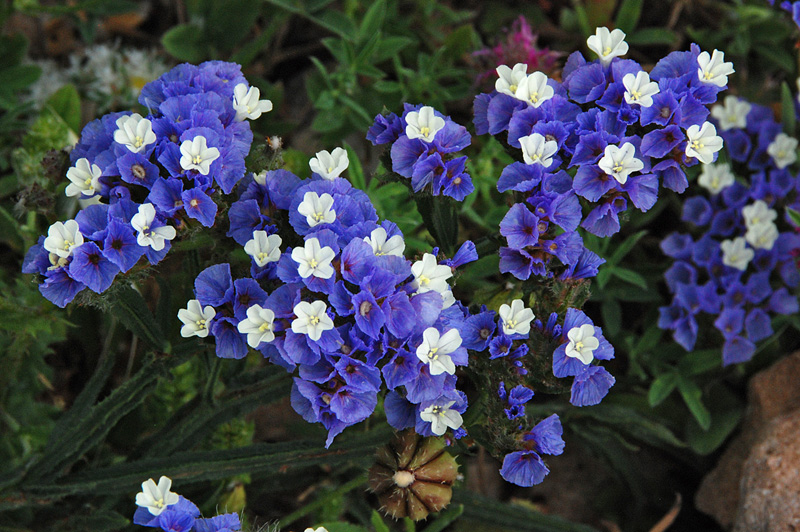 Hoa Salem,salem,Limonium sinuatum,Limonium,Statice,Sea Lavender,Notch Leaf Marsh Rosemary,Marsh Rosemary,Sea Pink,biển hồng,Wavy Leaf Sea Lavender,họ đuôi công,Plumbaginaceae,ý nghĩa của hoa salem