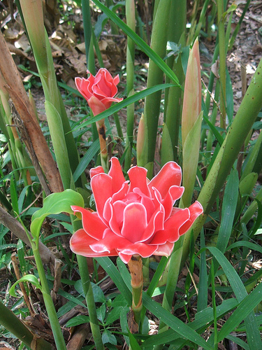 Đa lộc,hoa đa lộc,hoa sen đất,gừng tàu,hoa vạn phúc,Etlingera elatior,họ gừng,Zingiberaceae,đậu khấu