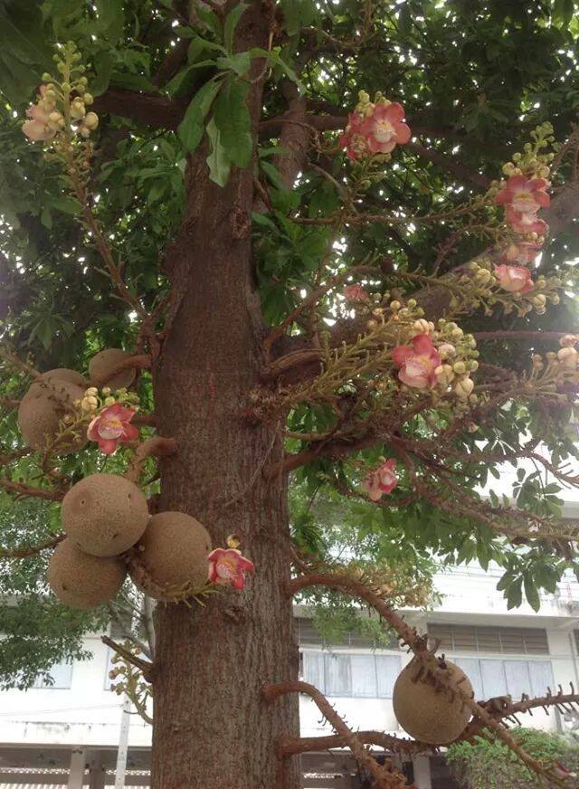 Cây sala,Sa La,sala,cay sala,cây ngọc kỳ lân,cay ngoc ky lan,cây đầu lân,cây hàm rồng,cây sala,Couroupita guianensis