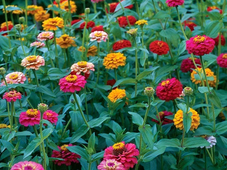 Hoa cúc lá nhám,cúc lá nhám,hoa cúc,hoa cúc zinnia,cúc cánh giấy,cúc ngũ sắc,họ cúc,Asteraceae