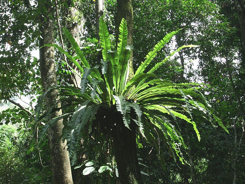 cây tổ chim,cay to chim,tổ chim,cây tổ điểu,ráng ổ phụng,ráng tổ quạ,Asplenium nidus,dương xỉ,Pteridophyta