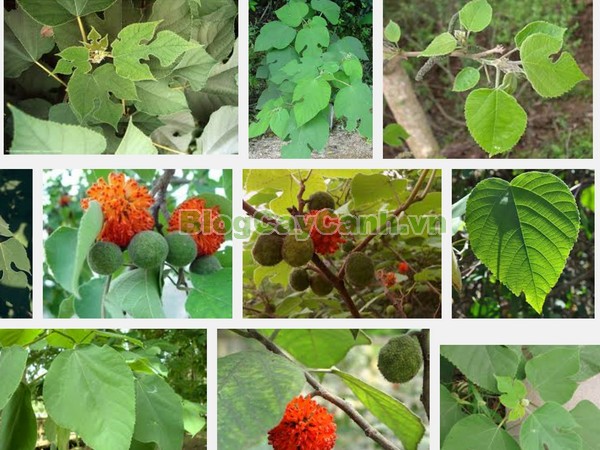 Cây Dướng,cây dướng, cây ró, cây cốc, cây cấu, cây dâu giấy, họ dâu tằm, họ Moraceae, cây dó, tên khoa học Broussonedia Papyrifera (L) Vent.,hình ảnh cây dướng, cây dướng chữa bệnh, công dụng của cây dướng, tác dụng của cây dướng, cay duong,