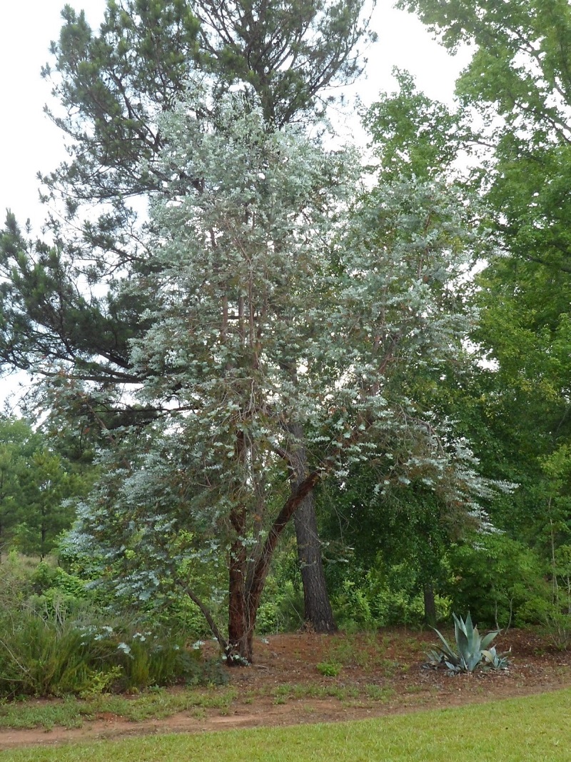 Cây tiền bạc,đô la bạc,Silver dollar,đồng đô bạc,đồng đô la bạc,Eucalyptus cinerea,silver dollar tree