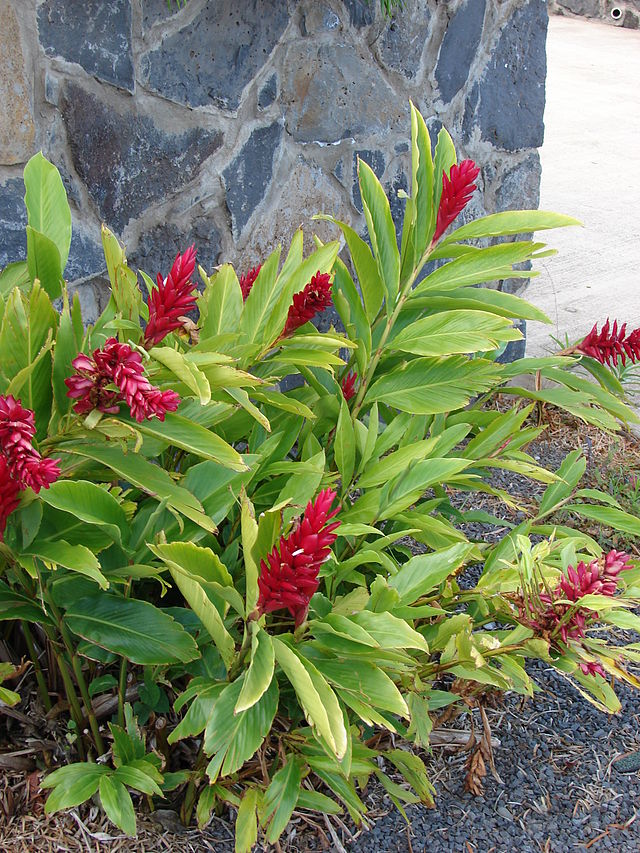 Riềng tía,riềng đỏ,sẹ đỏ,gừng cảnh,kim thất,hoa đuôi chồn đỏ,hoa hạnh phúc,Alpinia purpurata,họ gừng