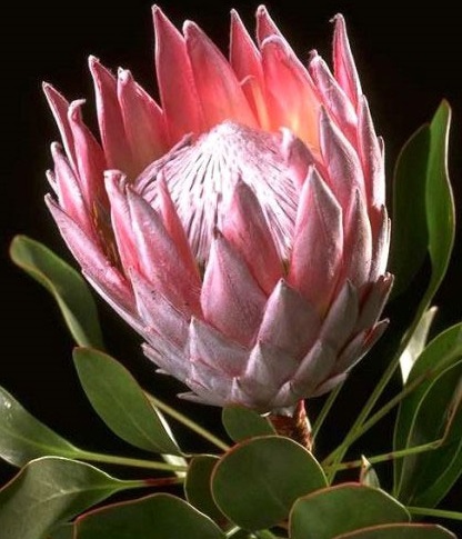 Hoa protea,king protea,quốc hoa Nam Phi,Honeypot,hoa bình mật,King Sugar Bush,Đường thảo Hoàng đế