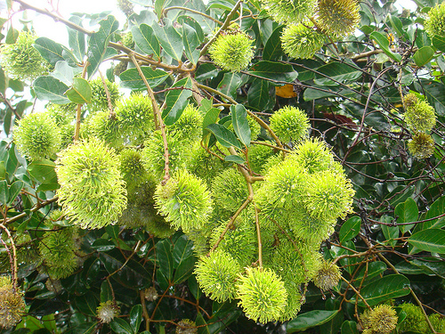 Quả Chôm chôm còn xanh