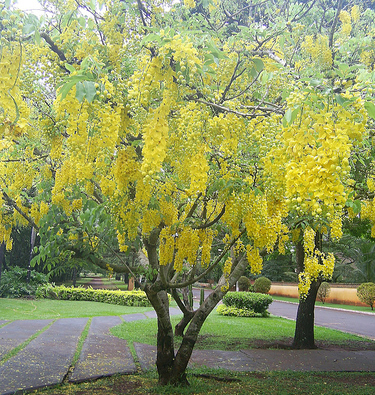 osaka,cây osaka vàng,cay osaka,Muồng hoàng yến,Muồng hoàng hậu,Hoa lồng đèn,Bò cạp nước,Bò cạp vàng,Mai dây,Cây xuân muộn,Mai nở muộn,Cassia fistula L.,họ Đậu,Fabaceae