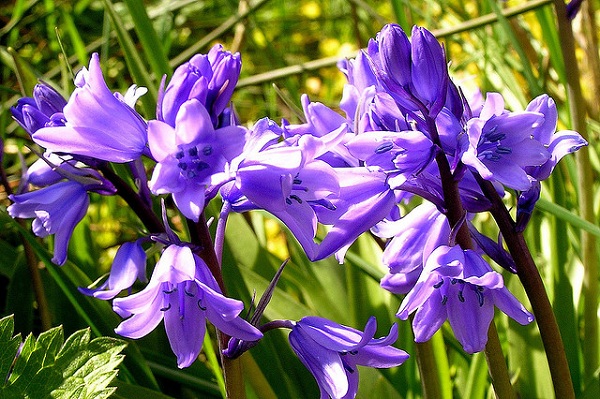Hoa chuông xanh,hoa chuông,Bluebells,Hyacinthoides