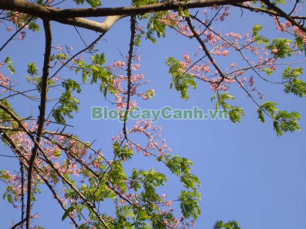 Cây Ô Môi,cây ô môi, hình ảnh cây ô môi, công dụng cây ô môi, cay o moi, cây ô môi chữa bệnh, cách trồng và chăm sóc cây ô môi,